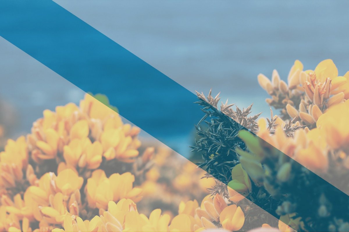 Dende Neikō queremos felicitar a todas as galegas e galegos. ¡Feliz #DíadeGalicia!