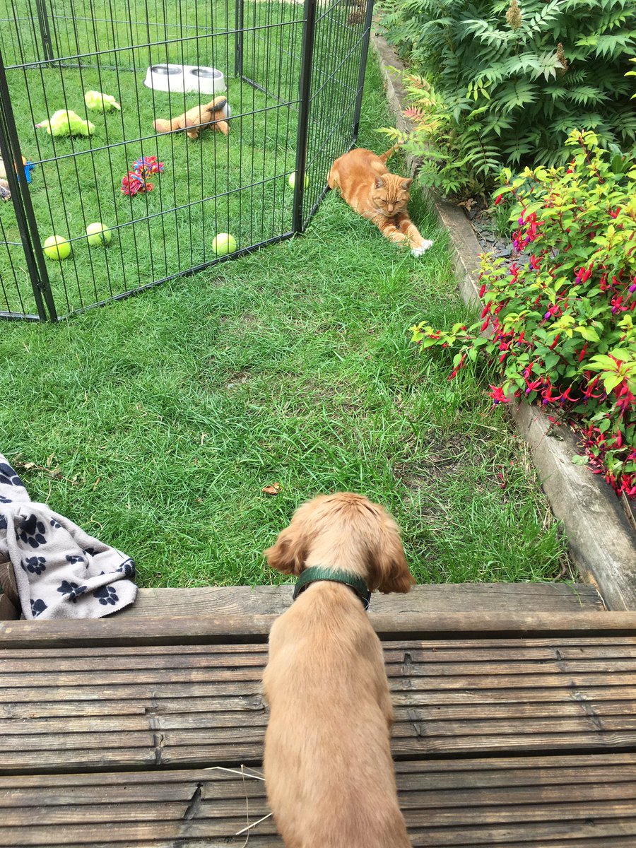 Kev_a_Smith's tweet photo. Where’s @MrAndrewCotter when you need him? Teddy the 9 week old rookie up against Chester, the veteran competitor. A classic match up.. #missingsport https://t.co/17JwaFVXyo