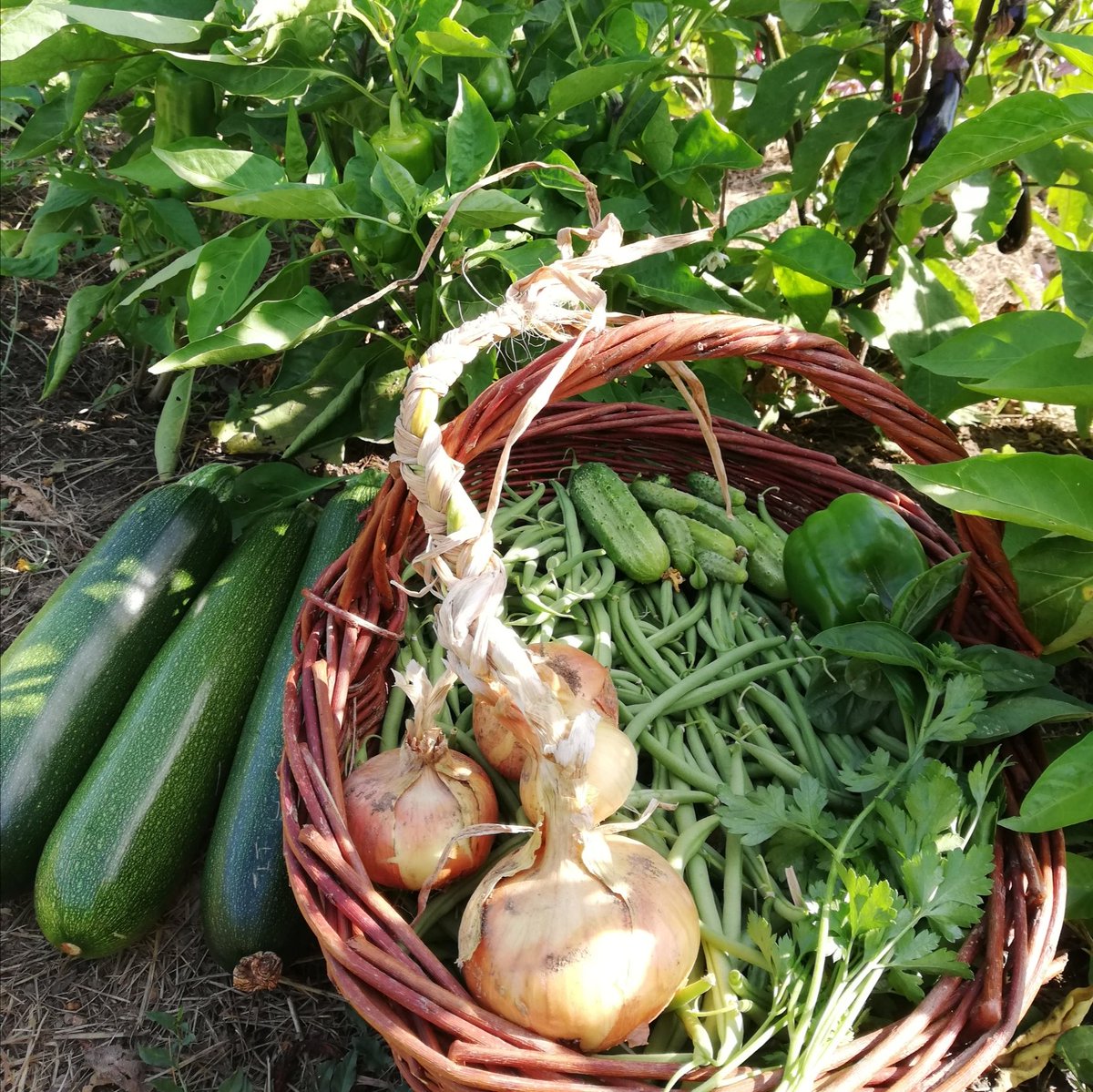 VlN100's tweet photo. Récolte du jour 😀🌱 #potager #zeroIntrant 💚 https://t.co/QEmz6rWEF2