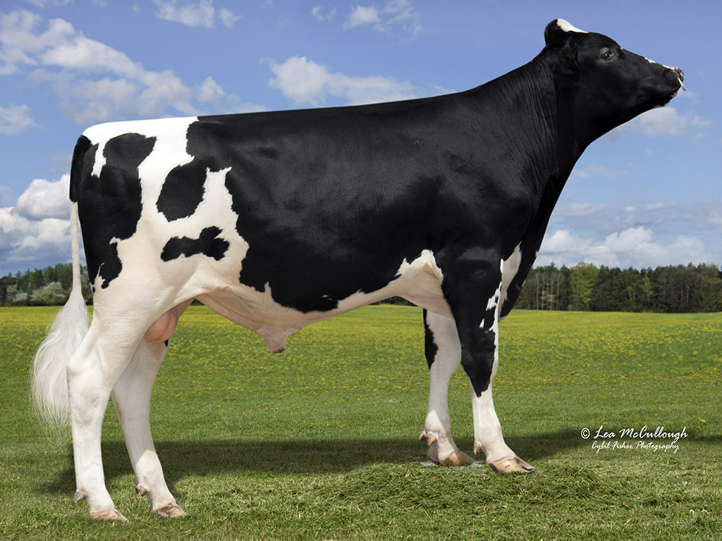 AHDB_Dairy's tweet photo. The latest bull proof update will be published on Tuesday 11th August so make sure you're prepared and stay up to date with the latest breeding guidance: https://t.co/c7rtFTloMm #BreedingBlocks https://t.co/0XF8C0fgQ7