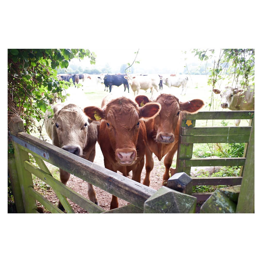 andrewhiggins1's tweet photo. Curious cows come to see where I'm going. I said good morning and it was best they didn't follow me. They seemed content with that...
#dogwalking #cowsofinstagram #contentedcows #cowslife #photographerslifе #fujifilmxf10…
📸 https://t.co/tOO7PqI45b via https://t.co/jtqyFDojY7 https://t.co/NVu2HM2CFK