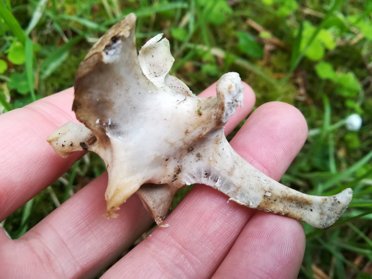 For example, this is a vertebra (probably roe deer) nibbled along the edges, perhaps by a wood mouse (there was a mouse hang-out nearby). [2/5]