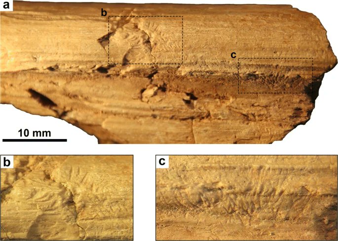 Turning the (dinner) tables:  #MesozoicMammals nibbling on dinosaurs! This fossil was found in L.  #Jurassic China, & shows tiny bites on a dino bone. This is cool, but not a surprise. Today's small  #mammals also gnaw on their larger counterparts... [1/5]  https://link.springer.com/article/10.1007/s00114-020-01688-9