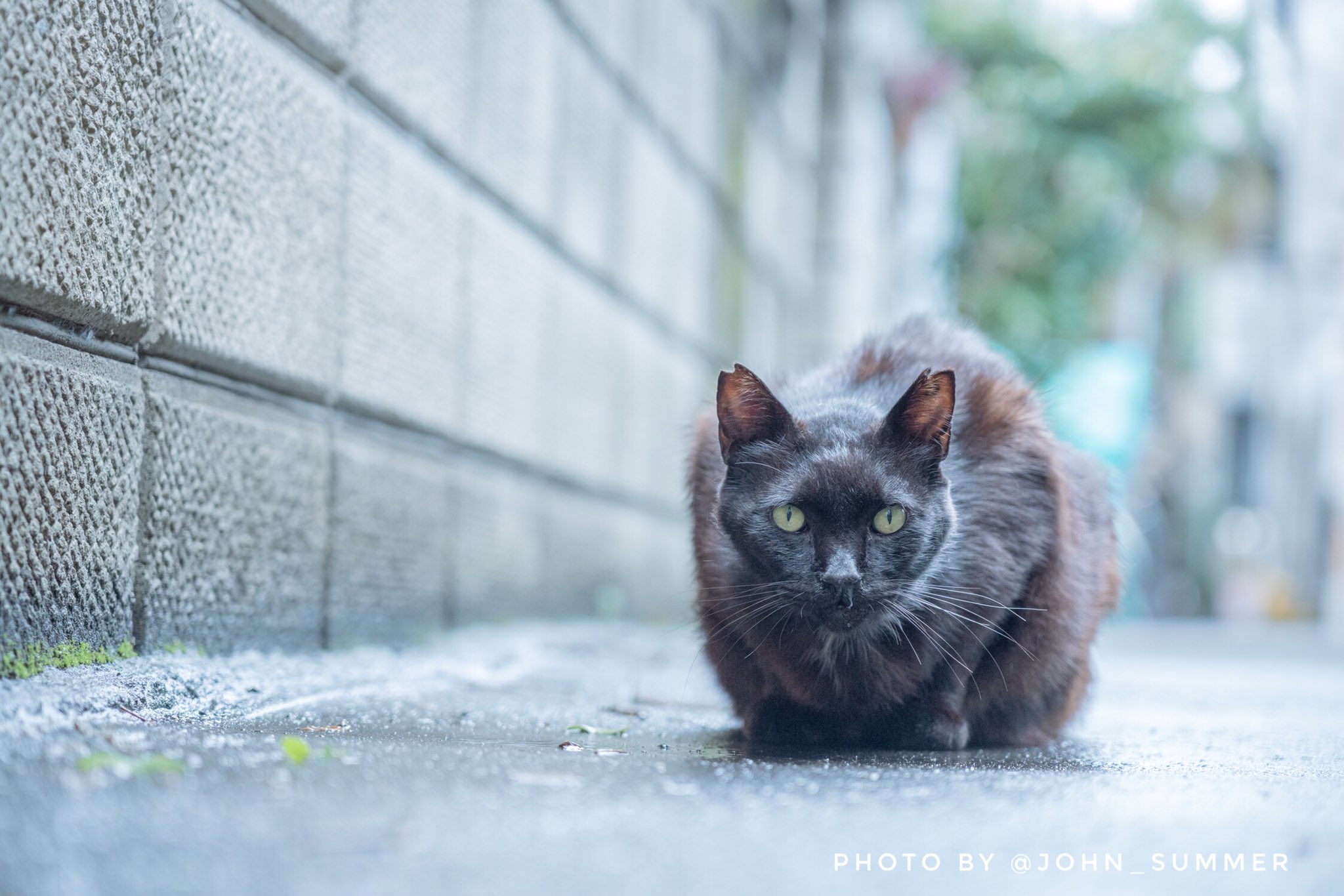谷中の猫 Twitter Search Twitter