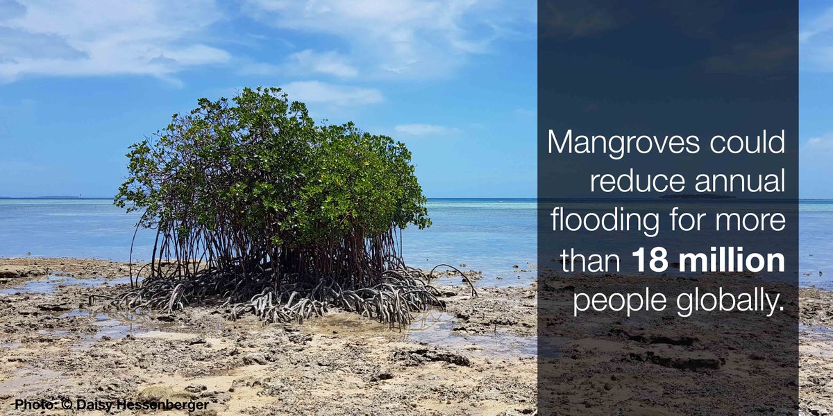 IUCN's tweet image. How can we ensure nature-based solutions are effective against global challenges such as #ClimateChange and biodiversity loss?

Our new Global Standard for #NatureBasedSolutions is here to guide you ow.ly/GkmX50AHbLW #WorldMangroveDay