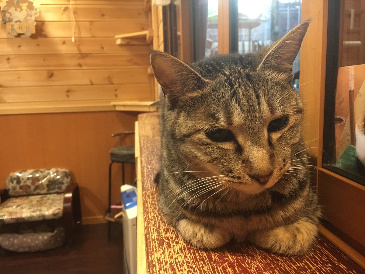 ふしぎねこんち در توییتر 下高井戸 桜上水 保護猫ハウス 猫 ネコ ねこ さくらちゃん 何時も眠そう