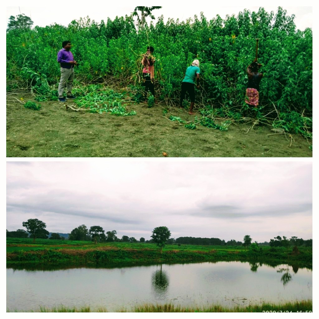 DMnabarangpur's tweet photo. Amari weeds in a pond at Chacha of Jharigam Block cleaned for the community use under MGNREGS 

Before and after photos of the pond.

@CMO_Odisha 
@MoSarkar_Odisha 
@PRDeptOdisha https://t.co/2yHfCX48Gy