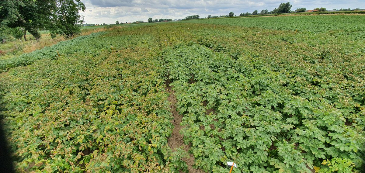 FCroutte's tweet photo. Visite de l'essai défanage @ClefSas à la recherche de #solutionsalternatives,#biocontrole aux produits retirés avant les utilisations de cette année, de belles pistes!
@JourdainLuc1
@nicocharpent @JeremyMignotte @DOLL66659654 @VirginieC_FMC #belchim #philagro @NegoceAgricole https://t.co/uICPwWu1SN
