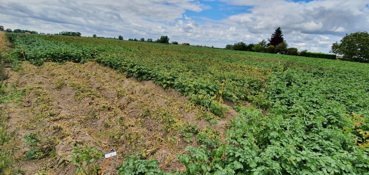 FCroutte's tweet photo. Visite de l'essai défanage @ClefSas à la recherche de #solutionsalternatives,#biocontrole aux produits retirés avant les utilisations de cette année, de belles pistes!
@JourdainLuc1
@nicocharpent @JeremyMignotte @DOLL66659654 @VirginieC_FMC #belchim #philagro @NegoceAgricole https://t.co/uICPwWu1SN