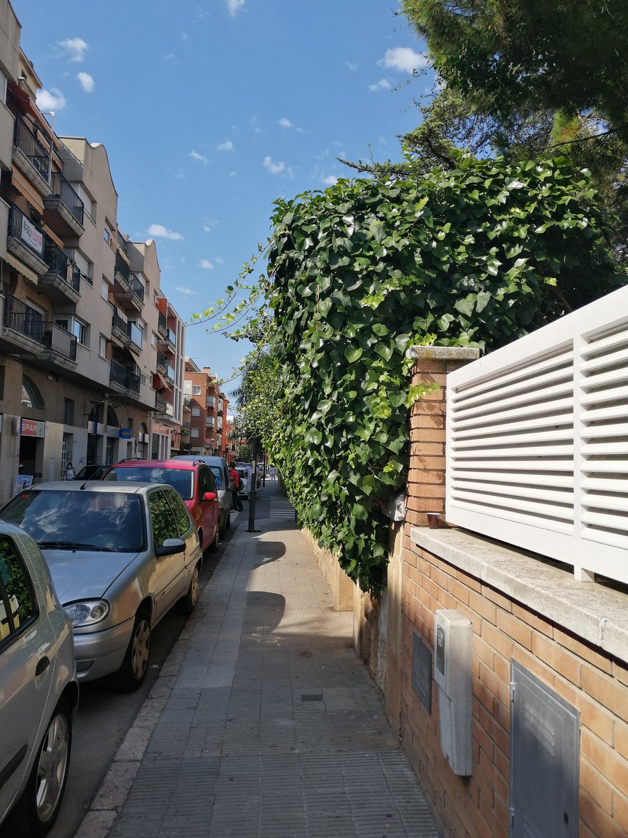 MonicaHuete's tweet photo. La vegetació d'aquesta casa envaeix la meitat de la vorera #QuasiNoEsPotPassar #Incomode #NoHauriaDePermetre #ElVendrell @elvendrell_cat https://t.co/UuX785Z04c