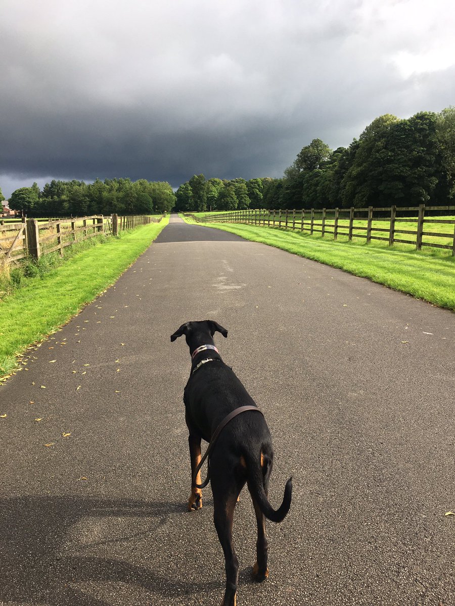 shkmarketing's tweet photo. #stormysaturday #dottydog https://t.co/V69ejgEAfO
