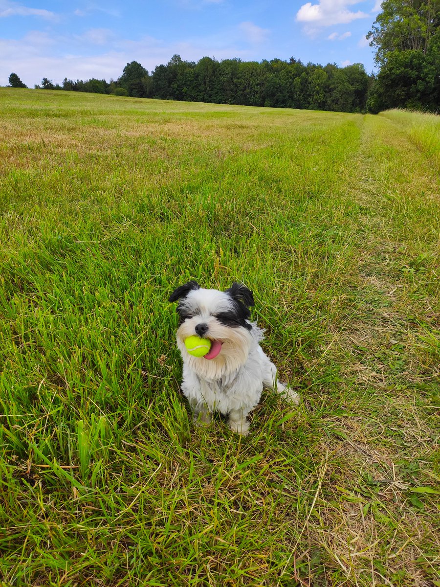 MonaFurface's tweet photo. Grass, mini tennis ball, light breeze and no collar on.
Perfection. https://t.co/lTq7Yp7Enw
