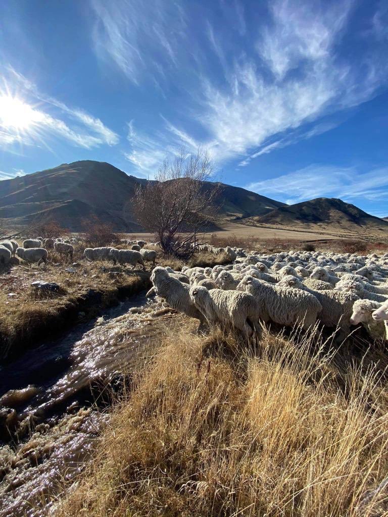 That’s a happy flock! A picturesque shot from Omarama Station.