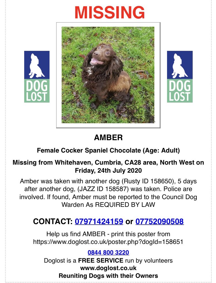 rosieDoc2's tweet photo. SOMEONE KNOWS WHERE THESE #cumbriacockers are THREE #cockers #STOLEN FROM #kennels in #Whitehaven #CUMBRIA 
Cheeky Bs TOOK ONE &amp; popped back 5 days later for the other 2 🤬
Petition: Make pet theft crime a specific offence with custodial sentences. https://t.co/bdr887RhPZ https://t.co/US4lI1ZjEj