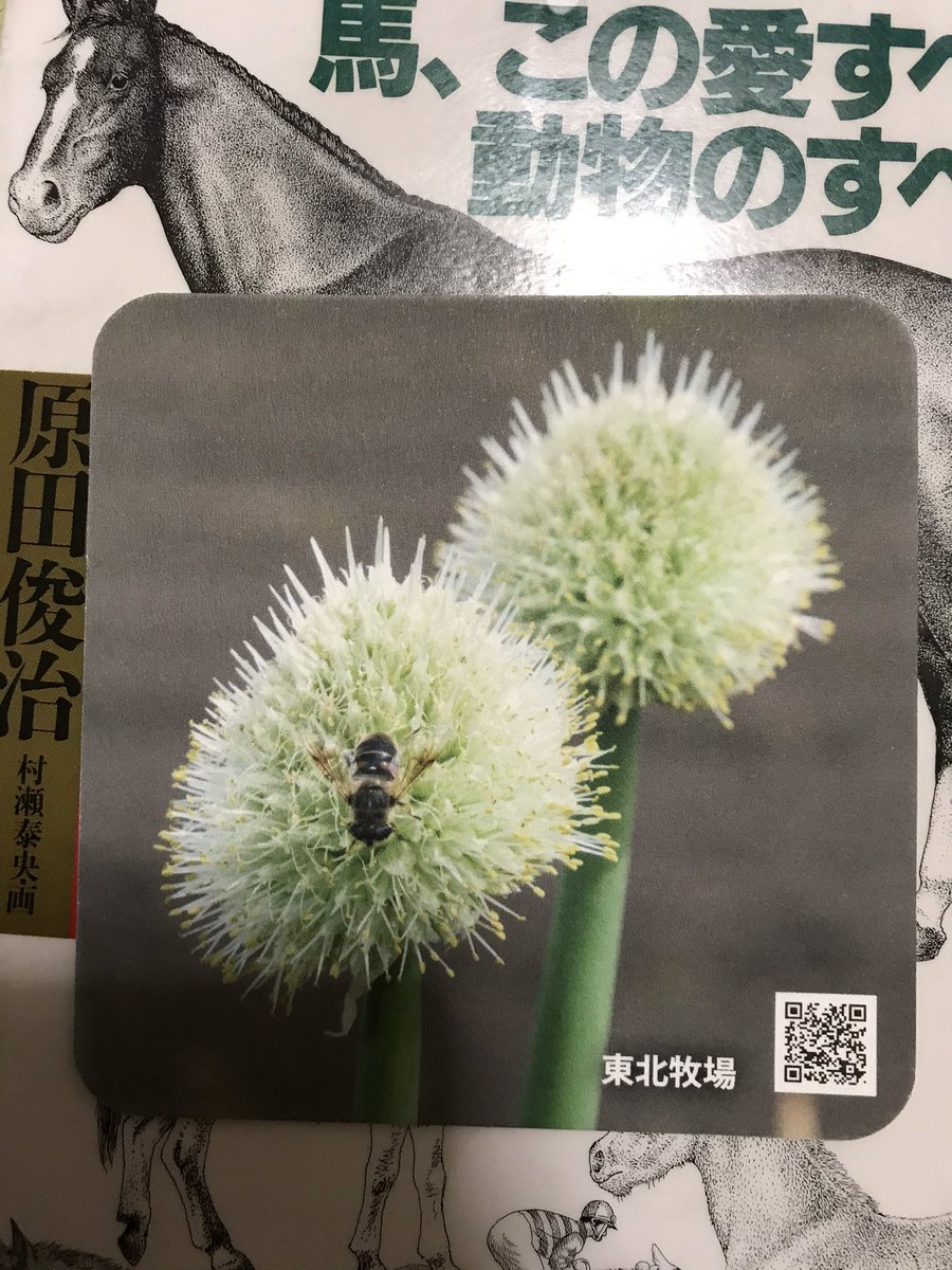 Ilovettymrkm's tweet photo. ホテルコンチネンタル府中さんのペーパーナプキンとコースター。ねぎの花の裏はねぎの葉。
見せていただいたら、他にたんぽぽ、だいこん、ヤーコン、ハコベがあったような気がする。 https://t.co/VZyEswPP9E