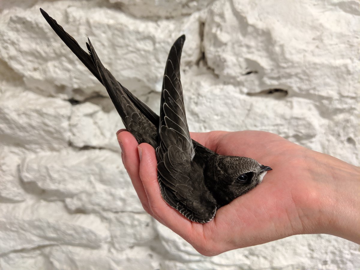 Derniers jours de notre collecte!!! Si nous atteignons les 6000€ nous pouvons acheter 100 kgs de nourriture pour faire grandir nos martinets dans les meilleures conditions. ▶️  cutt.ly/osaHZ6I #biodiversite #NaturePhotography #TwitterNatureCommunity #swift #wildlife