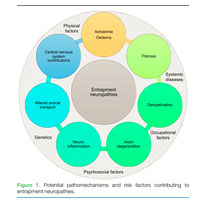 PhysioMeScience's tweet photo. Entrapment neuropathies: a contemporary approach to pathophysiology, clinical assessment, and management

👀👇👇👇

https://t.co/6ywG9Dd655 https://t.co/LYS8heQGTC