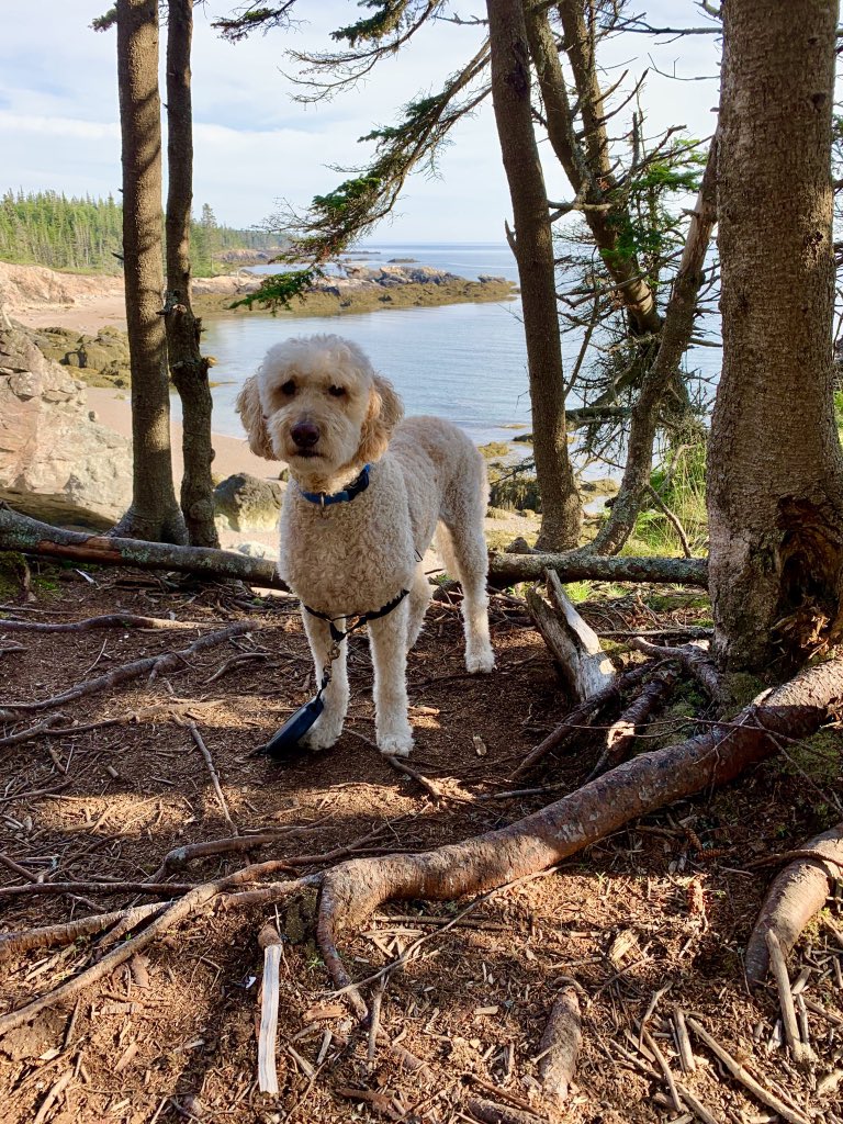 HersheyPuppyDog's tweet photo. Did a hike yesterday, then a long walk this morning. I think human took the vet seriously when she said I needed to lose a kg (that’s 2.2 lbs). Hey lady - I’m not the squishy one in our #packoftwo!!! Sheesh!
#newriverbeachtrail https://t.co/ffXnB1wlBR