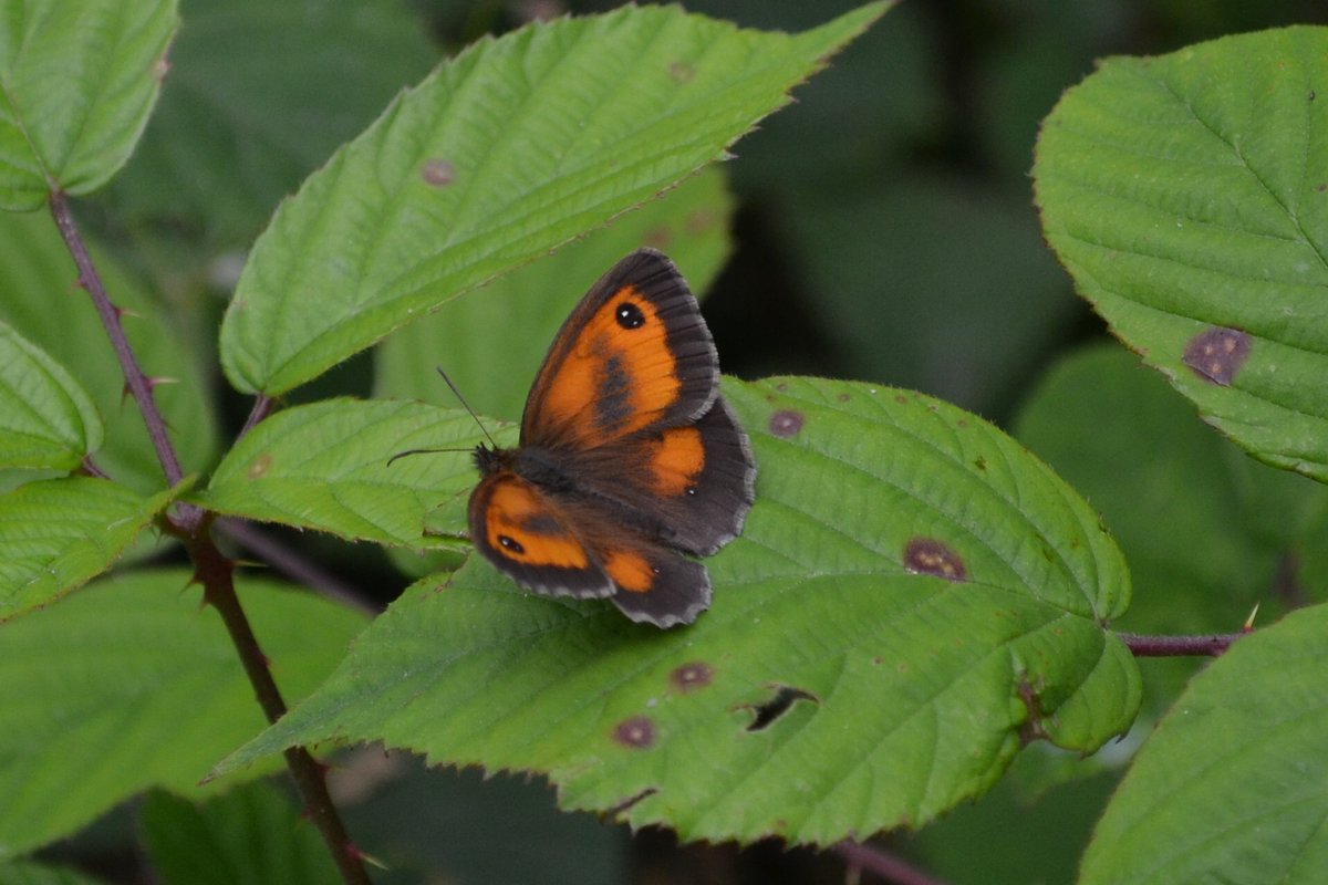 ...and we ended up at  @ForestryComm Chambers Farm Wood where we had a long walk and saw many butterflies.