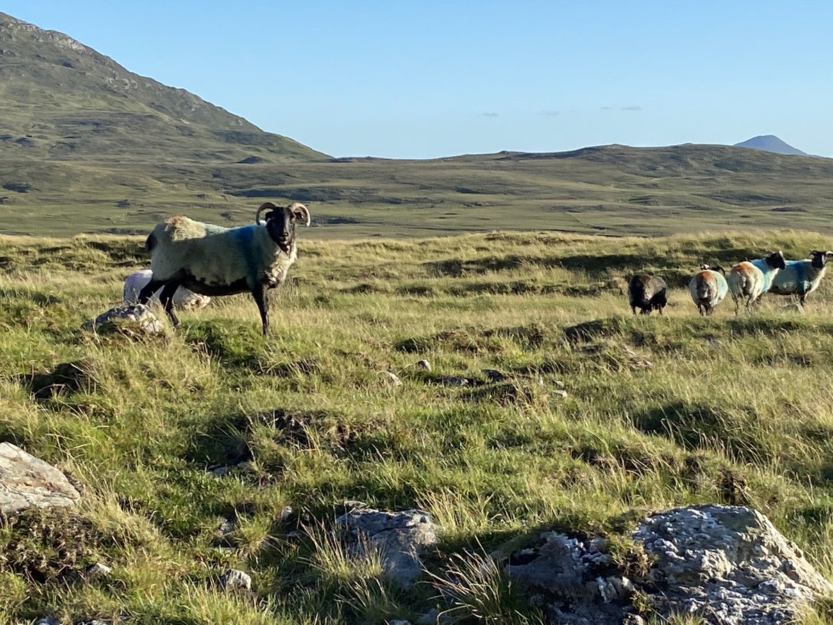 GalwayWalks's tweet photo. “Hey you! Yeah you...
you with the cap!
I’m talkin’ to you!
Who you lookin’ at?
You lookin’ at me?
Seen enough yet?
Feckin’ tourists!”
Small talk in Connemara!
#BackWest #SmallTalk #MeetTheLocals #Connemara #Galway #Ireland #MakeABreakForIt https://t.co/As0F3DwlA5