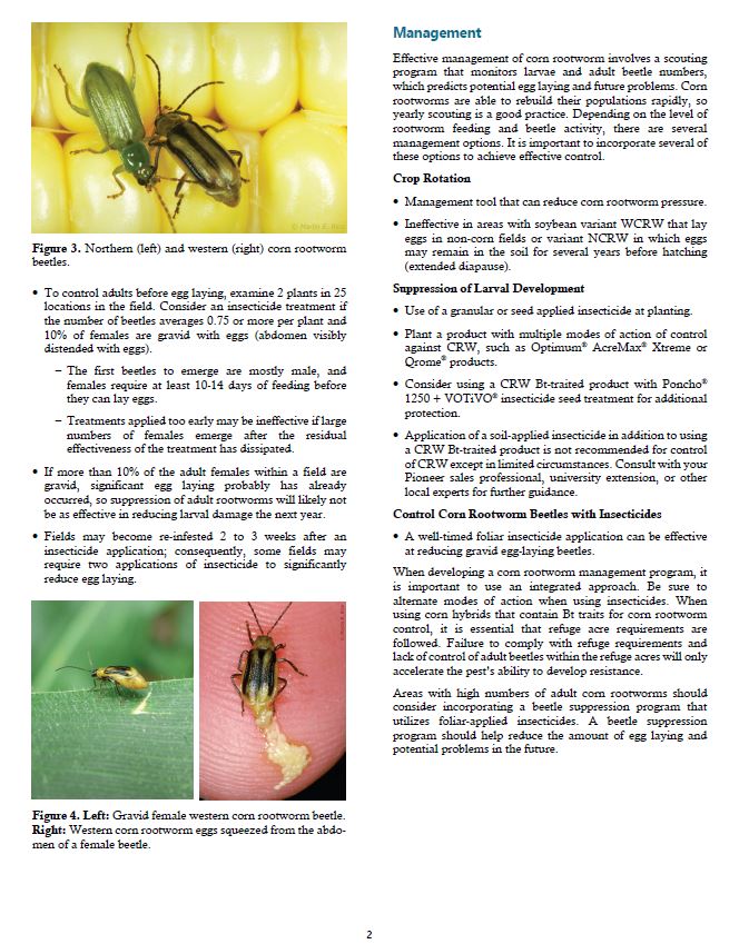 wardynmi's tweet photo. Updated Rootworm management https://t.co/GsDdsR0K3K