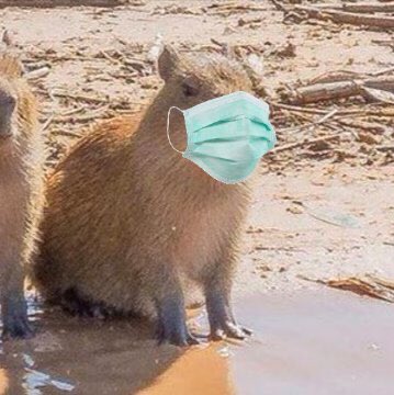 Capybara Meme Face Masks for Sale