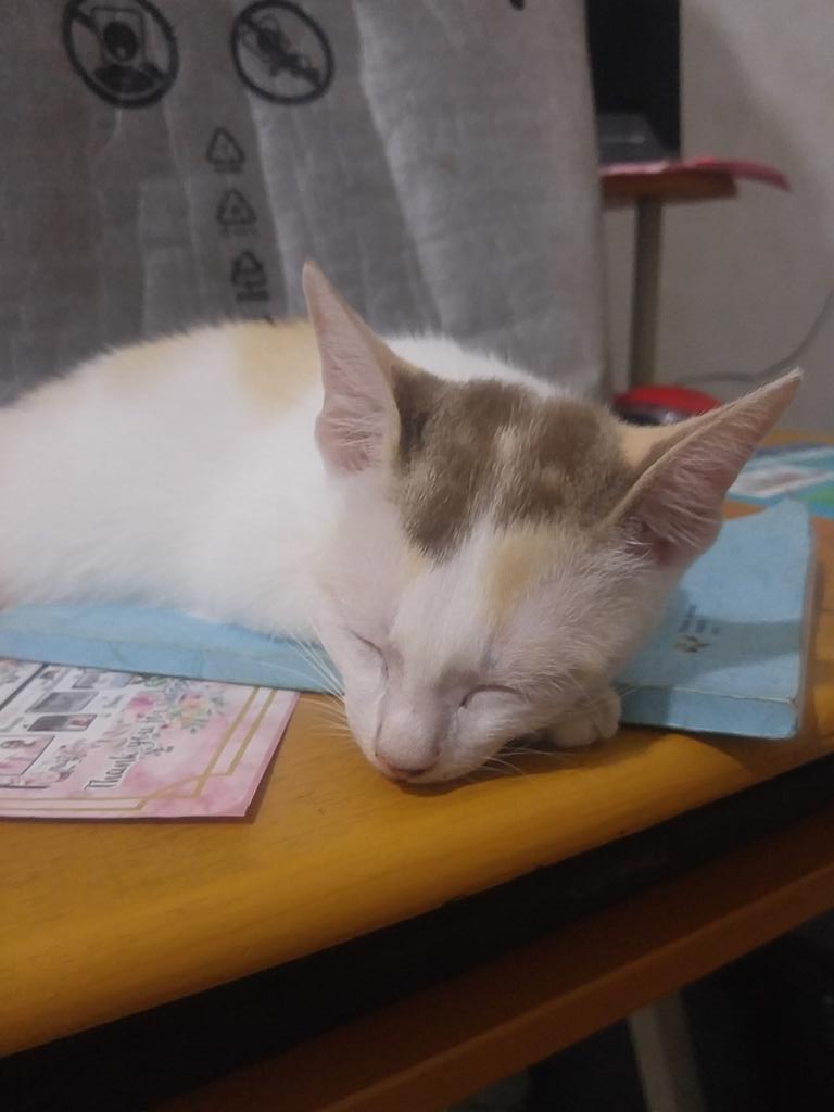 pranayuli's tweet photo. Miiko.... https://t.co/ohL6JTZSkY