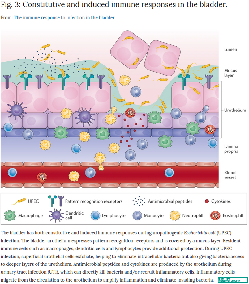 #NEWinNRU In this Review, <a href="/LiviaLMariano/">Livia L Mariano</a> &amp; <a href="/ImmunoBladder/">Molly Ingersoll</a> describe the effects of bacterial #UroUTI on the bladder, discussing the mechanisms through which immunity arises and potential future therapies -&gt; go.nature.com/3estYH1
