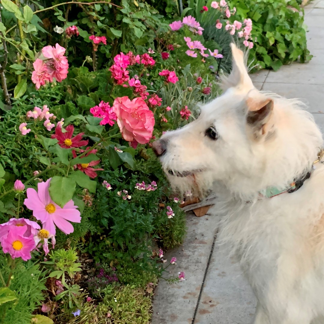 MyPointCU's tweet photo. Good morning, friends! The best part about morning walks is stopping to smell the flowers! #StopToSmellTheFlowers #LetsGoDoThis https://t.co/ekXdHw9bs2