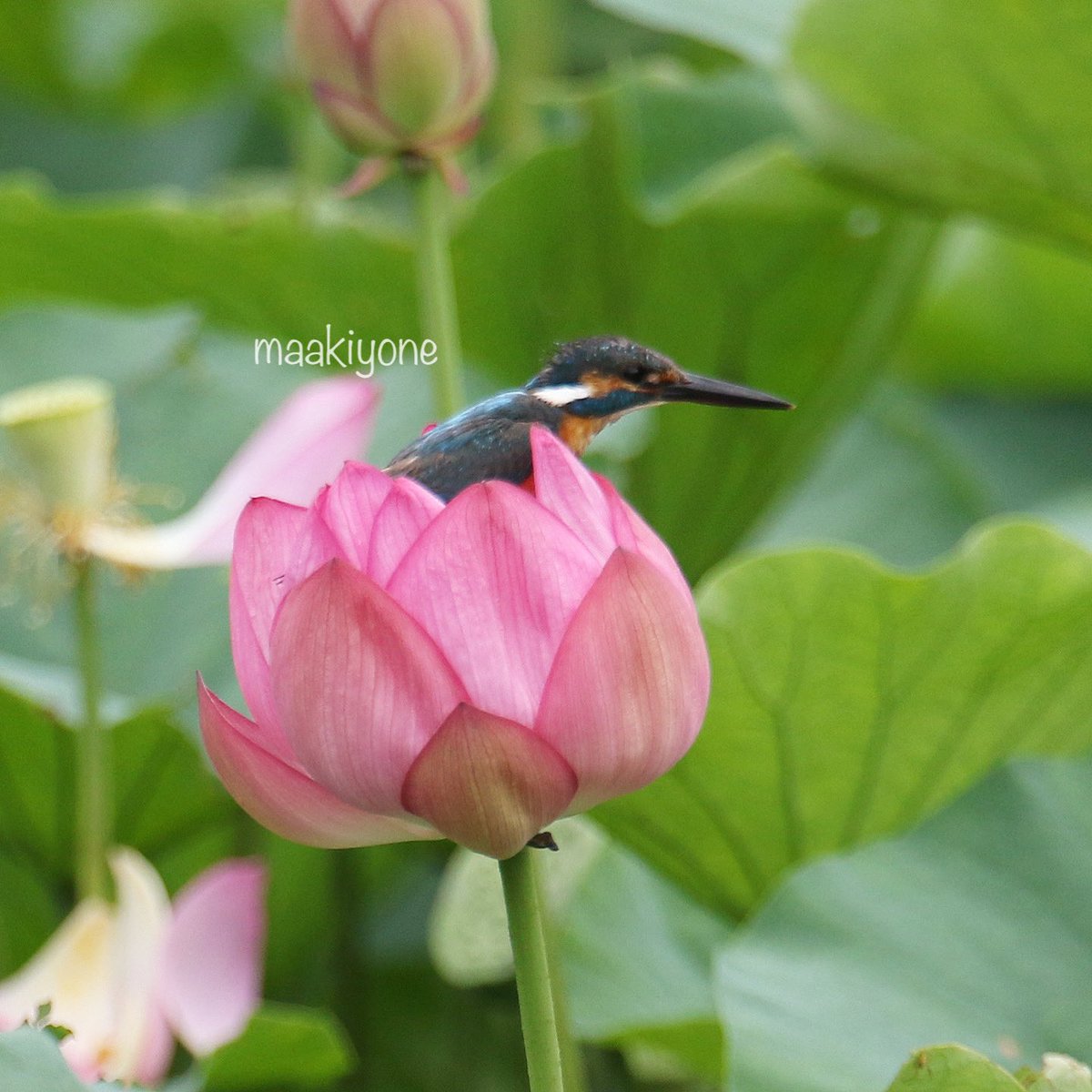 maaki_yone's tweet photo. ハスの花とカワセミ
f:4.0 420mm(フルサイズ換算672mm)
#カワセミ 
#ハスの花 #ハスカワ 
#神奈川県 
7DMARKII
#サンニッパⅱ #エクステンダー14ⅲ https://t.co/4V3iI8roO6