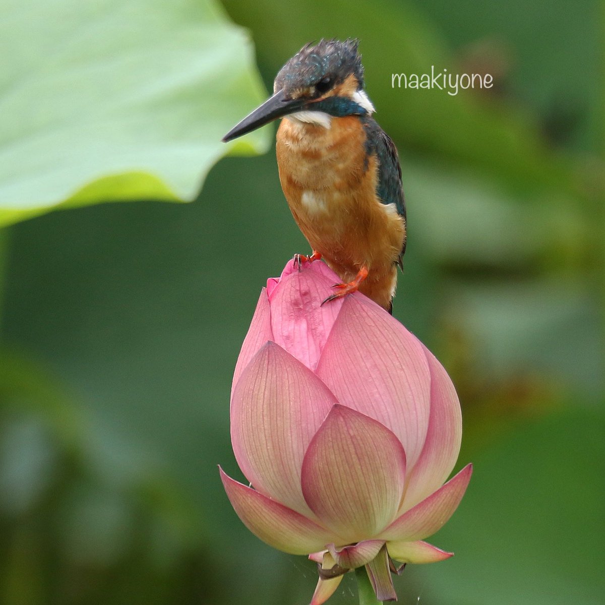 maaki_yone's tweet photo. ハスの花とカワセミ
f:4.0 420mm(フルサイズ換算672mm)
#カワセミ 
#ハスの花 #ハスカワ 
#神奈川県 
7DMARKII
#サンニッパⅱ #エクステンダー14ⅲ https://t.co/4V3iI8roO6