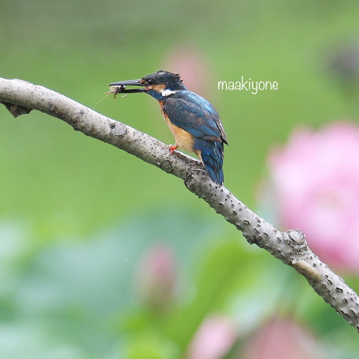 maaki_yone's tweet photo. ハスの花とカワセミ
f:4.0 420mm(フルサイズ換算672mm)
#カワセミ 
#ハスの花 #ハスカワ 
#神奈川県 
7DMARKII
#サンニッパⅱ #エクステンダー14ⅲ https://t.co/4V3iI8roO6