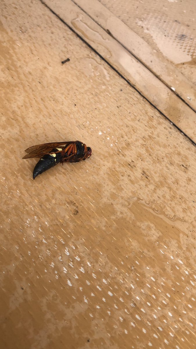 Ummm I’m in Florida and I found this in my pool. Is this a baby #murderhornet #NationalGeographic #scary ok #2020 <a href="/ActionNewsJax/">ActionNewsJax</a>