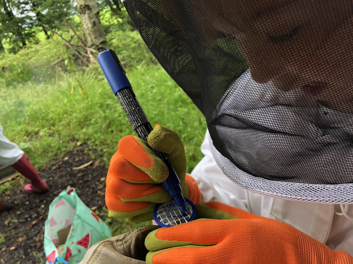 C_Beecology's tweet photo. Young Rhona marking a new queen https://t.co/PuHIFAS4d7