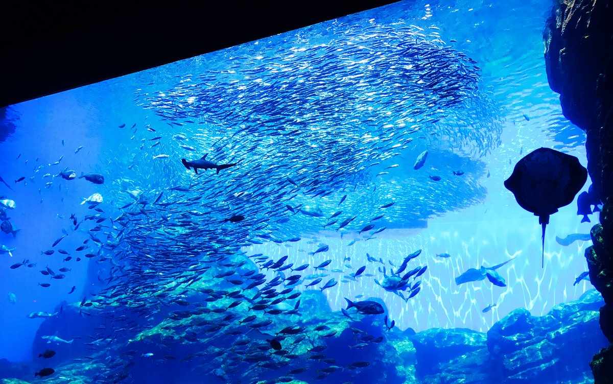 仙台の水族館行った時のスクショは綺麗だと思うので見てください 上手く撮れたと思う 陽宮ゆーのイラスト