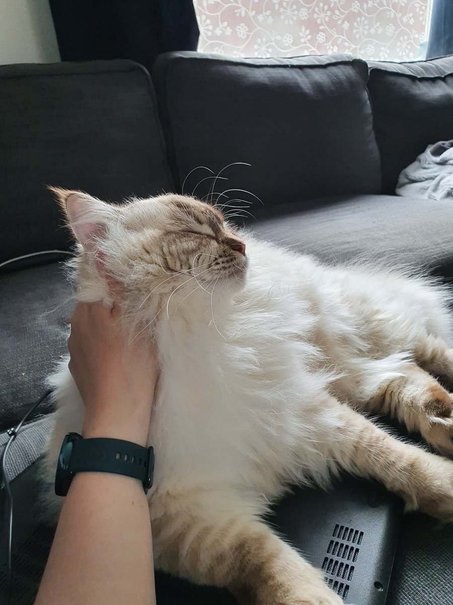 When leaving the house, Tink always demands all the attention when I get back