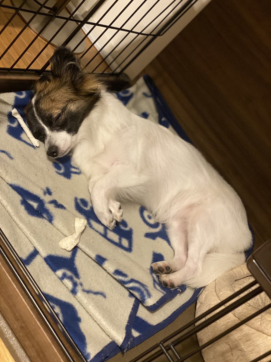犬の気持ち のyahoo 検索 リアルタイム Twitter ツイッター をリアルタイム検索 犬の気持ち のyahoo 検索 リアルタイム Twitter ツイッター をリアルタイム検索