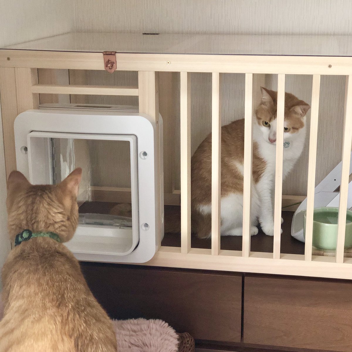 coo3_moegi's tweet photo. 連休を使って、あんず専用カリカリハウスを自作しました。入口にタグ認証式のペットドアを取り付けてあんずしか入れないように設定。この中にオートフィーダーを設置すれば、ヒトの帰宅が遅くなってもカリカリおあずけにならなくて済むようになるはず。
#sureflap #猫家具 #DIY https://t.co/yUI2ZSECLg