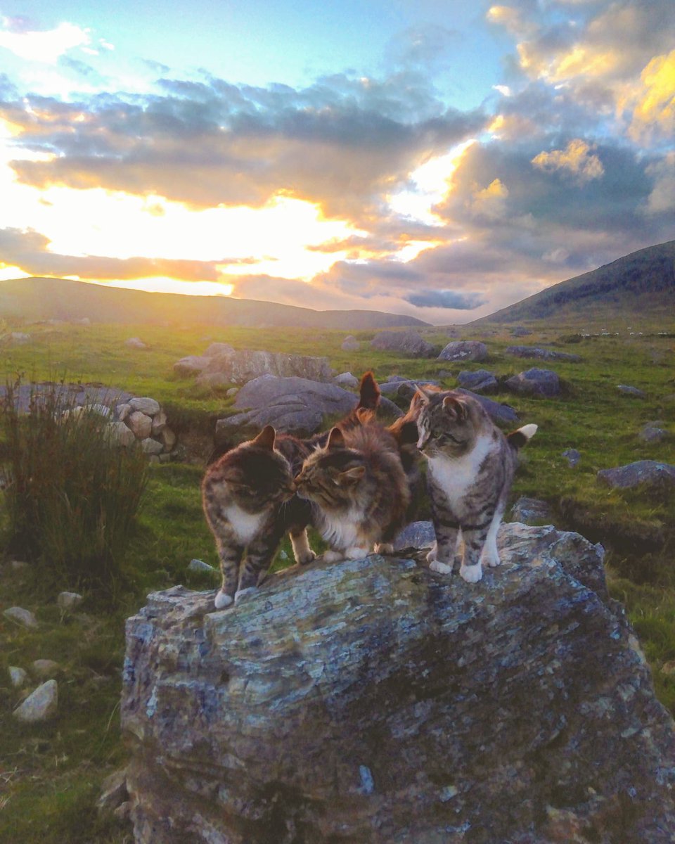 Beautiful Mourne Mountains, Co  #Down, N  #Ireland. Mournes are made up of 12 mountains with 15 peaks & include the famous Mourne wall (keeps sheep & cattle out of reservoir)! Area of Outstanding Natural Beauty. Partly  @NationalTrustNI. ©Daniel Mcevoy (with lovely cats!)  #caturday