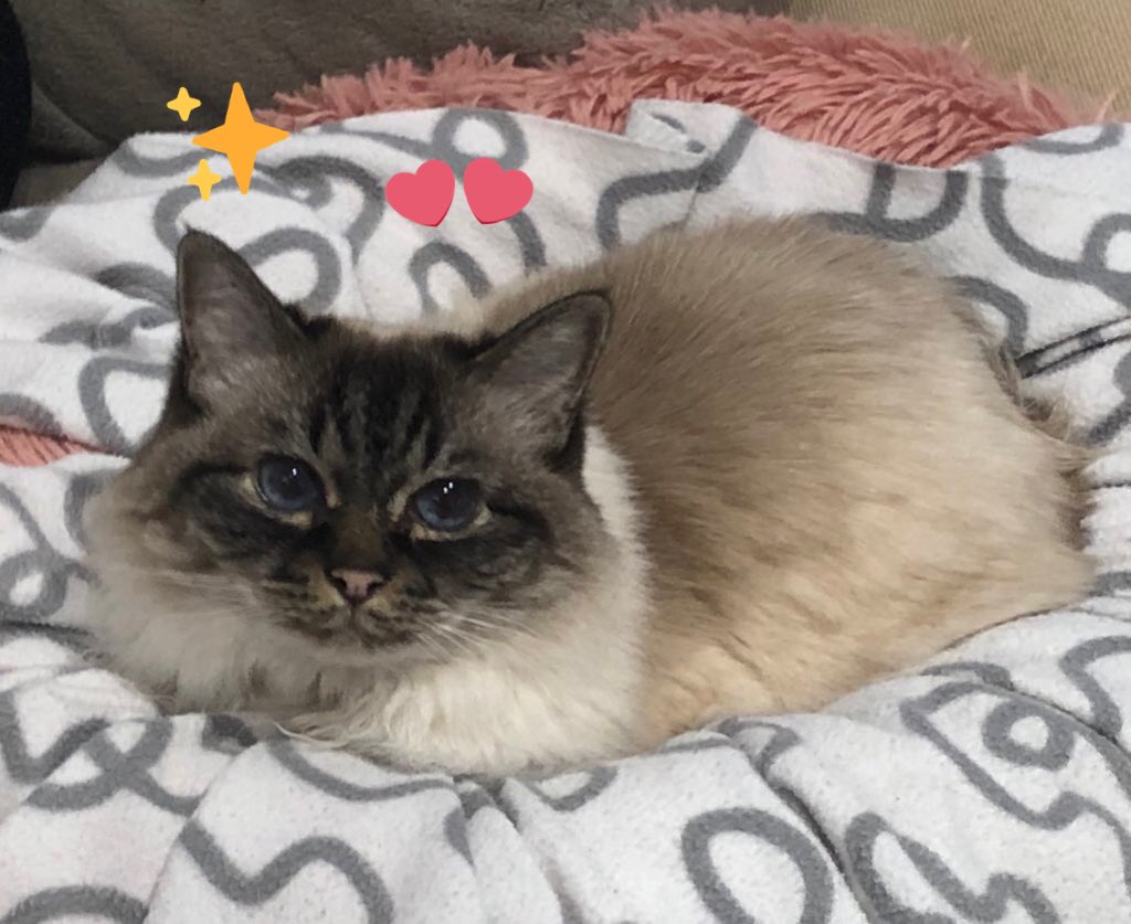 Pamcake 🌈 Misty Mia 🩷 tweet media