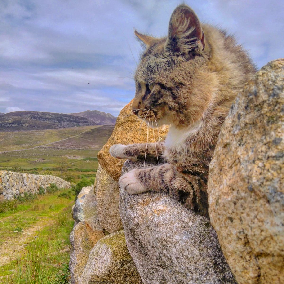 Beautiful Mourne Mountains, Co  #Down, N  #Ireland. Mournes are made up of 12 mountains with 15 peaks & include the famous Mourne wall (keeps sheep & cattle out of reservoir)! Area of Outstanding Natural Beauty. Partly  @NationalTrustNI. ©Daniel Mcevoy (with lovely cats!)  #caturday