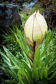 4/30In 1942, on an expedition to gather “Brahma Kamal” (Saussurea obvallata) flowers, Forest Officer Hari Kishan Madhwal and his team reached Roopkund. They saw a ghastly sight. In Madhwal's own words: “The whole place was littered with scores of human bodies ...