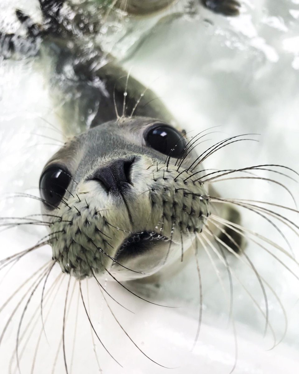 Hiring 2 PhD students! 
Research on seal pups, mammal sounds, and music/speech/rhythm evolution <a href="/MPI_NL/">MaxPlanck-Psycholinguistics</a> supervised by <a href="/AndreaRavignani/">@AndreaRavignani</a> . We value motivation, curiosity &amp; interest in our groups’ research topics. 
More info: mpi.nl/career-educati…