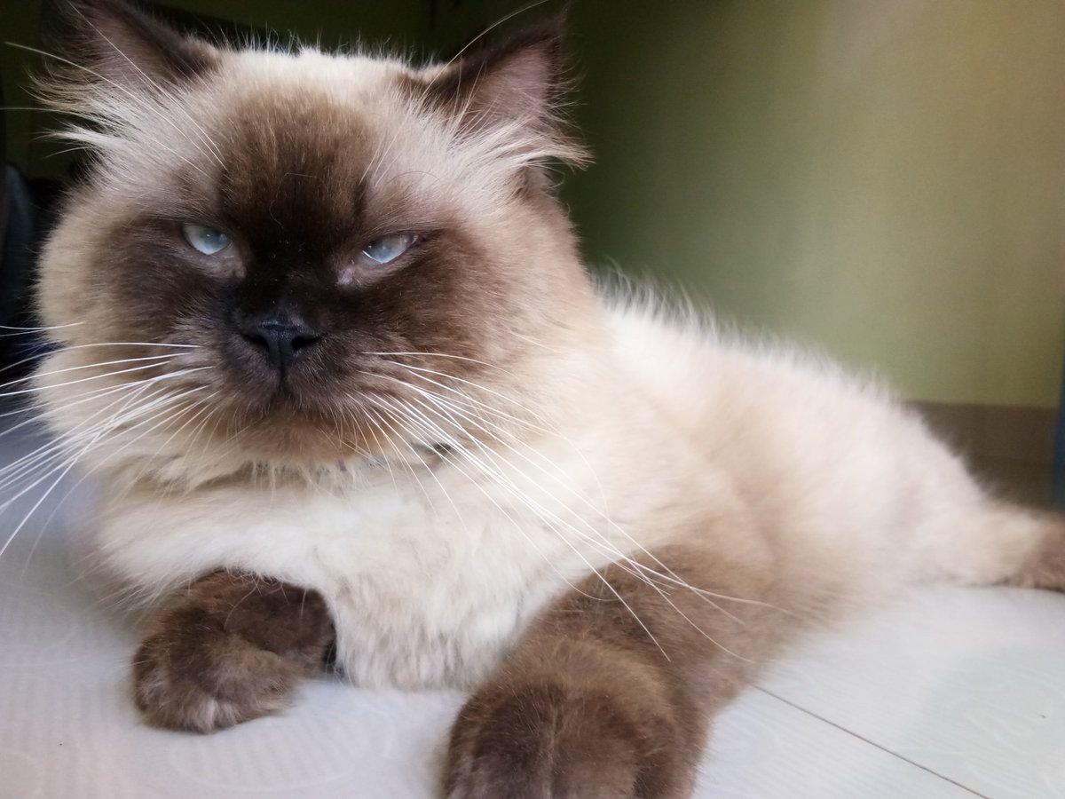 Febrinaaaaa22's tweet photo. @dumbevilbitch @KancutMeleduk Kucing kita sodaraan yah https://t.co/5Jtzsa7HmJ