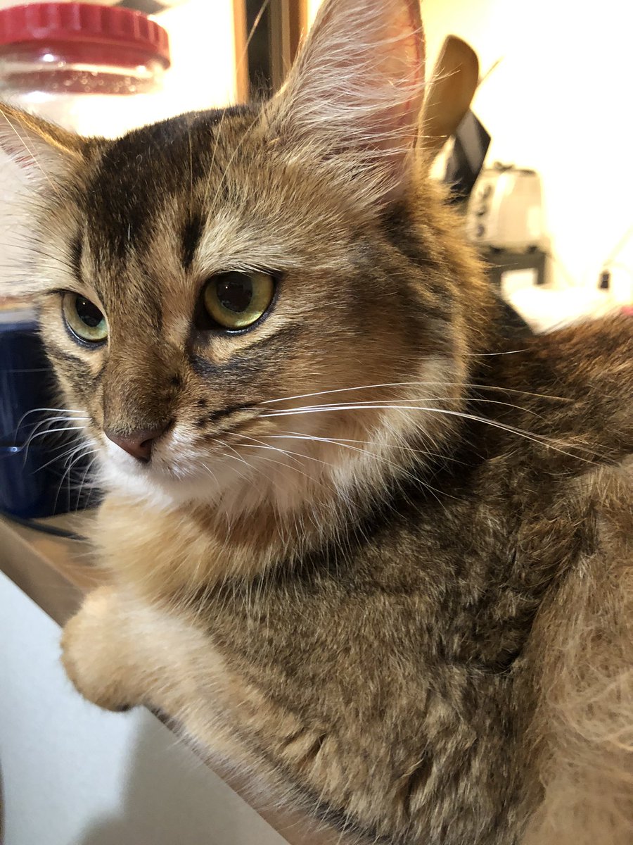 𝕂𝕪𝕠𝕜𝕠 ソマリって 髭が長い気がする ソマリ 猫 Cat 𝕂𝕪𝕠𝕜𝕠 ソマリって 髭が長い気がする ソマリ 猫 Cat