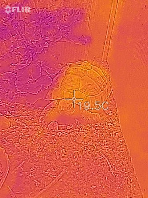TortoiseToby's tweet photo. When the hooomans get a thermal imaging camera... https://t.co/wLovVpTpJQ