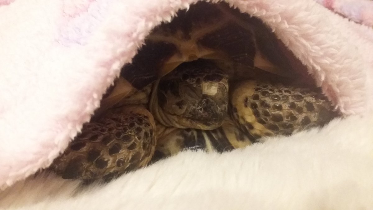 BeverleyPalin's tweet photo. @PBradshawMedia @5tevieM Welcome to our world. Fray Bentos had a lie-in this morning, on her cushion. With her blankie.
#tortlife https://t.co/F0s7fyw03s