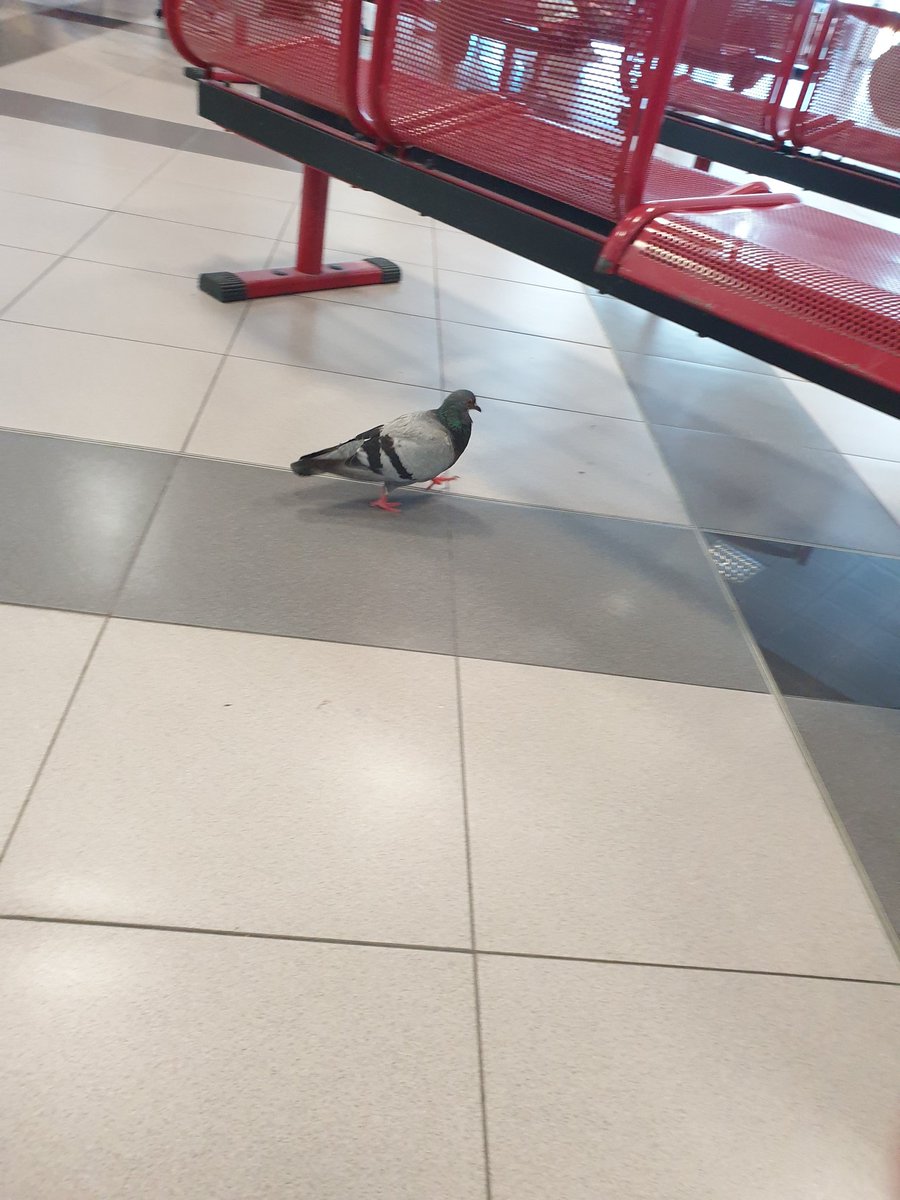 EnzoP81's tweet photo. Nonostante il covid la compagnia piccione airlines non ci abbandona #aeroporto #palermo https://t.co/SBAKrKCEma
