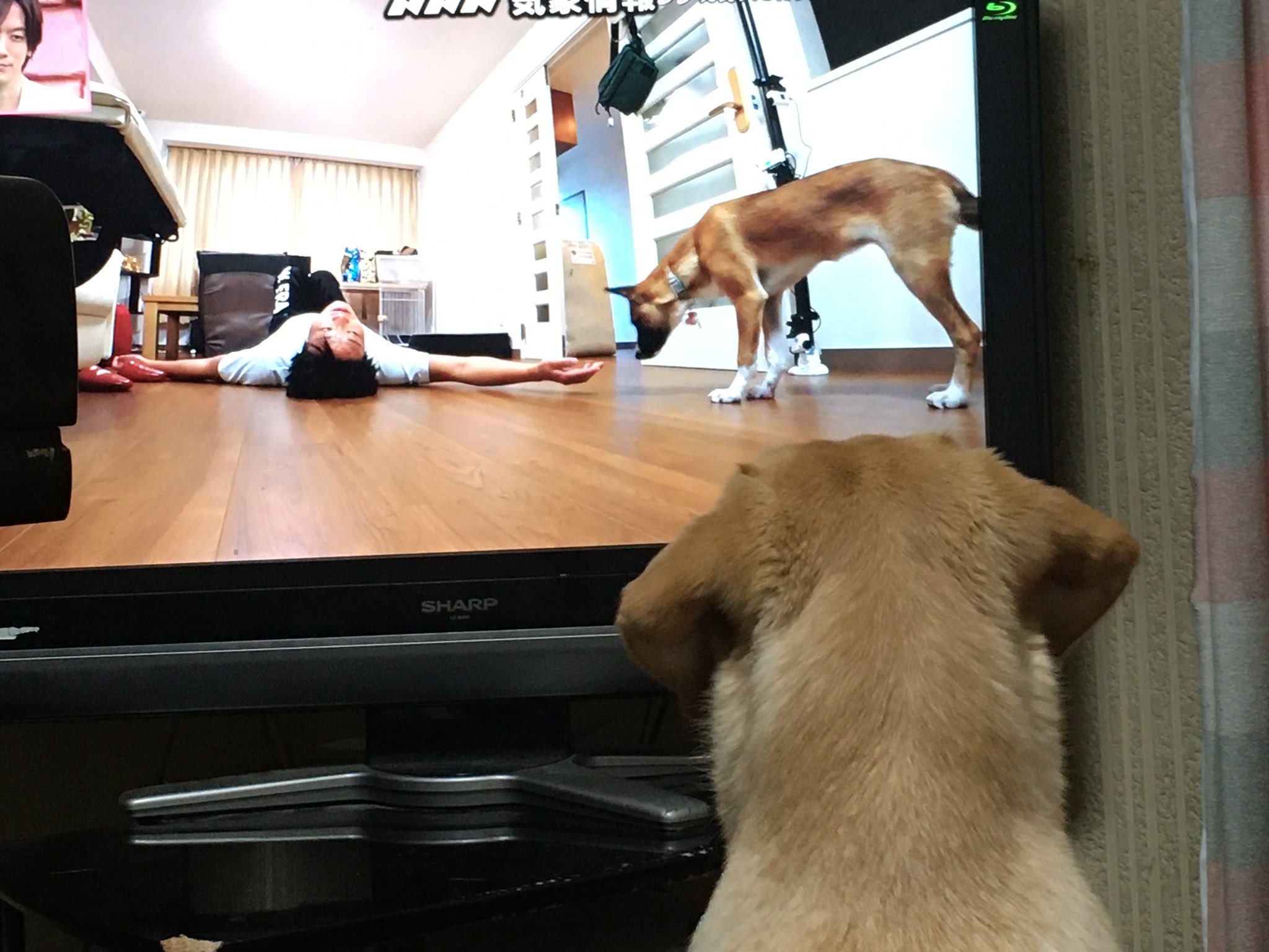 ラブラドール桃花 みやぞん家の先住犬ラブちゃん ビーグルmix9歳 と保護犬の風華 ミックス5か月 の同居のお話 仲良くなって欲しいけど どうなんだろう 桃花も心配して見てます 天才 志村動物園 安全漫才 みやぞん ラブラドール ラブラドール桃花 みやぞん家の先住犬ラブちゃん ビーグルmix9歳 と保護犬の風華 ミックス5か月 の同居のお話 仲良くなって欲しいけど どうなんだろう 桃花も心配して見てます 天才 志村動物園 安全漫才 みやぞん ラブラドール