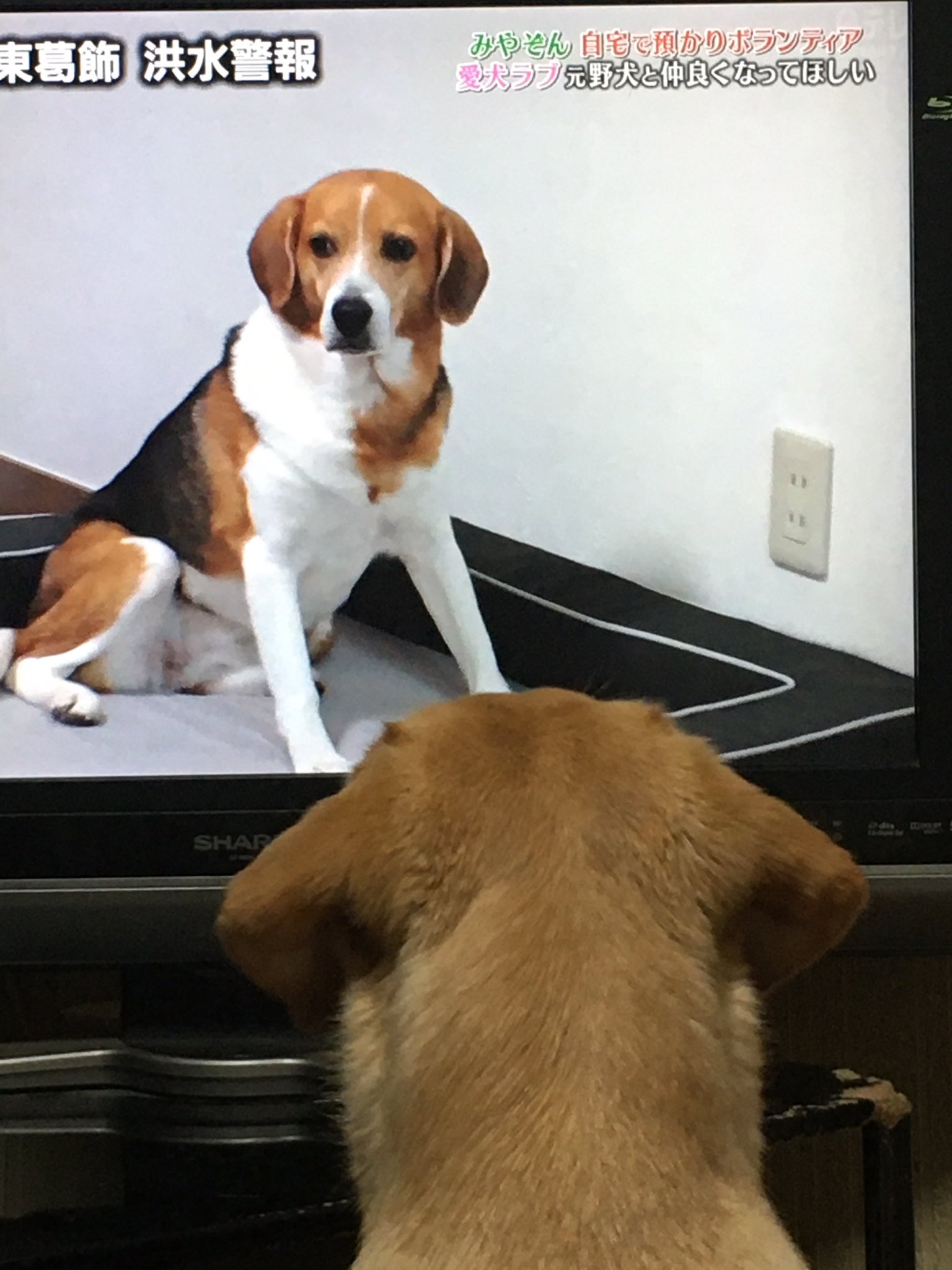 ラブラドール桃花 みやぞん家の先住犬ラブちゃん ビーグルmix9歳 と保護犬の風華 ミックス5か月 の同居のお話 仲良くなって欲しいけど どうなんだろう 桃花も心配して見てます 天才 志村動物園 ラブラドール桃花 みやぞん家の先住犬ラブちゃん ビーグルmix9歳 と保護犬の風華 ミックス5か月 の同居のお話 仲良くなって欲しいけど どうなんだろう 桃花も心配して見てます 天才 志村動物園